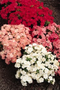 phlox_ethnie_pastel_mixture