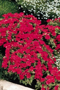 phlox_ethnie_purple_violet