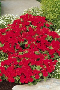 phlox_ethnie_velvet_red
