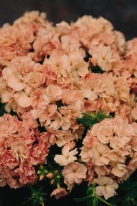 phlox_promise_peach