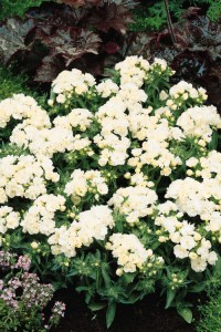 phlox_promise_white