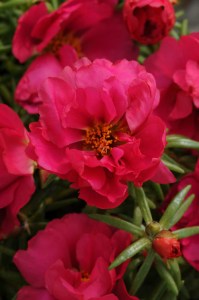 portulaca_happy_hour_fuchsia