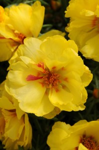 portulaca_happy_hour_lemon