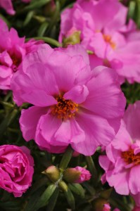 portulaca_happy_hour_rosita