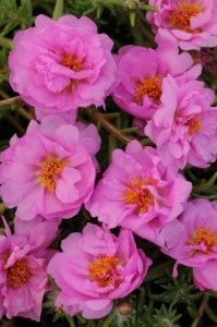 portulaca_happy_trails_pink