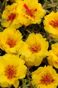 portulaca_happy_trails_yellow