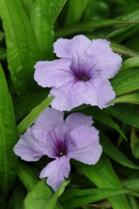 ruellia_southern_star_blue