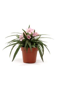 ruellia_southern_star_pink2