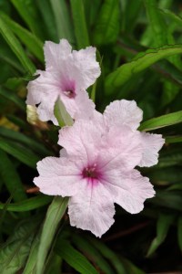 ruellia_southern_star_pink