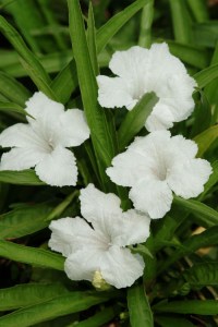 ruellia_southern_star_white