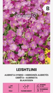Balenie semien nízkej vankúšovitej trvalky aubriety hybridnej odrody Leichtlinii s bohatými ružovými kvetmi pre výsadbu do skalky