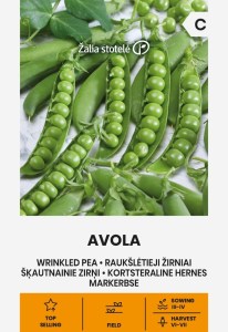 Balenie semien veľmi skorej odrody dreňového hrachu Avola (Pisum sativum) na jarný výsev
