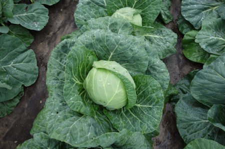 Balenie semien extra skorej bielej hlávkovej kapusty odrody Parel F1 (Brassica oleracea) pre jarné rýchlenie