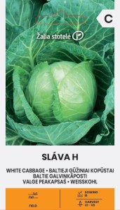 Balenie semien skorej bielej hlávkovej kapusty odrody Sláva F1 (Brassica oleracea) pre jarnú výsadbu
