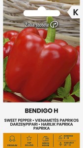 Balenie semien skorej sladkej červenej kockovitej papriky odrody Bendigo F1 (Capsicum annuum) pre pestovanie v nevyhrievanom skleníku