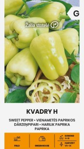 Balenie semien skorej sladkej smotanovo-bielej papriky kockovitého tvaru odrody Kvadry F1 (Capsicum annuum) pre pestovanie na poli i v skleníku