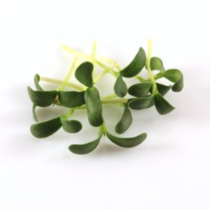 senovka, fenugreek, microgreens, mirozelenina,