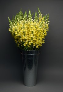 snapdragon_maryland_bright_yellow.jpg