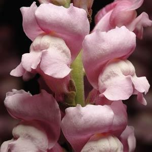 snapdragon_maryland_lavender.jpg
