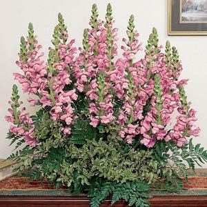snapdragon_maryland_lavender_2.jpg