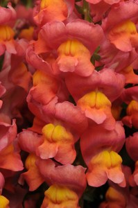 snapdragon_maryland_orange_2.jpg