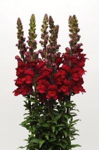 snapdragon_maryland_red_2.jpg