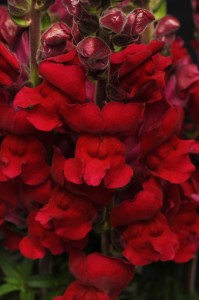 snapdragon_maryland_red_3.jpg