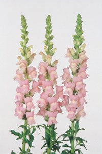 snapdragon_maryland_shell_pink.jpg