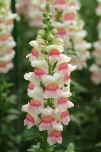 snapdragon_potomac_appleblossom.jpg