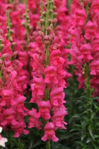 snapdragon_potomac_cherry_rose_2.jpg