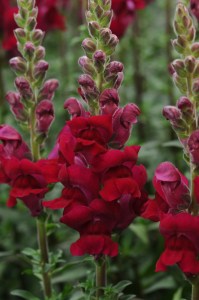 snapdragon_potomac_crimson.jpg