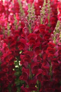 snapdragon_potomac_crimson_2.jpg