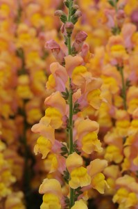 snapdragon_potomac_early_orange.jpg