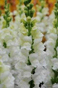 snapdragon_potomac_early_white.jpg