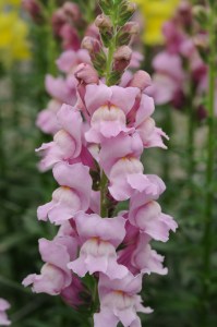 snapdragon_potomac_lavender.jpg