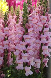 snapdragon_potomac_lavender_2.jpg