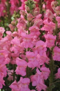 snapdragon_potomac_pink_2.jpg