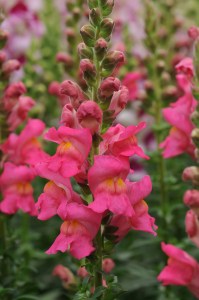 snapdragon_potomac_rose.jpg