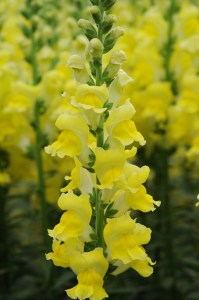 snapdragon_potomac_yellow.jpg