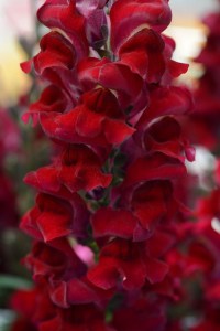 snapdragon_rocket_red