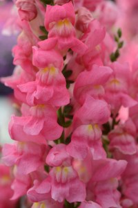 snapdragon_rocket_rose_shades