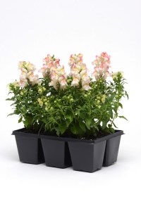 snapdragon_snapshot_appleblossom2