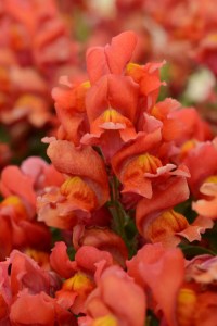 snapdragon_snapshot_orange