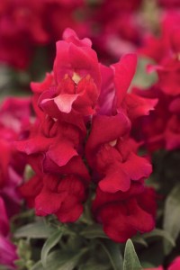 snapdragon_snapshot_red