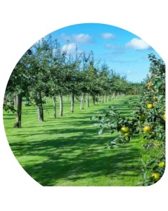 sottofrutteto