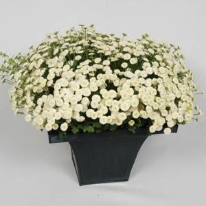 tanacetum_vegmo_snowball_extra_2.jpg