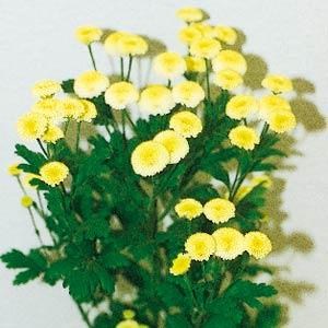 tanacetum_vegmo_yellow.jpg