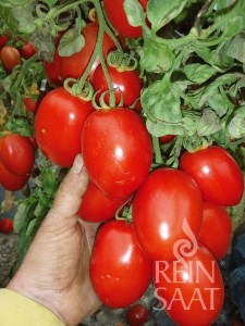 račiak Rio Grande, semená