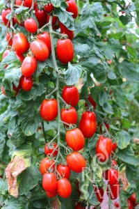 BIO semená, Rajciak Kalami , san marzano, koktailové rajciny,