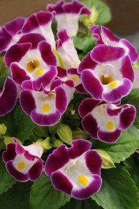 torenia_kauai_burgundy